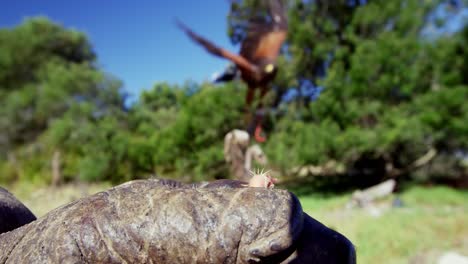 falcon eagle perching on mans hand