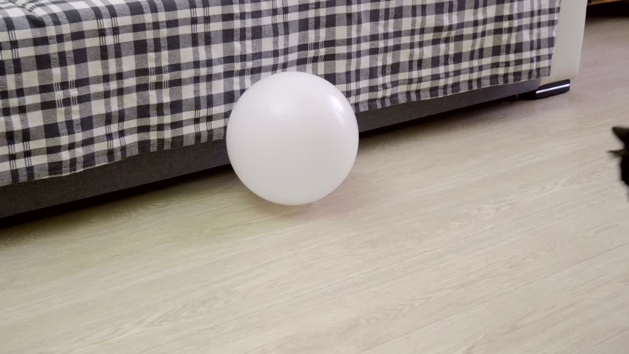 домашние животные. одна черная кошка ловит белый воздушный шар. 4к