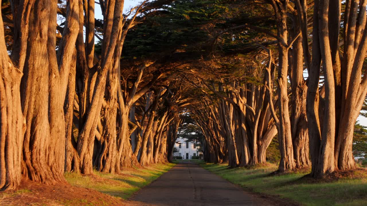 Tree-lined path forming a tunnel, leading toward the historic Wormsloe site in Savannah, Georgia. The warm glow of sunset highlights the gnarled branches and natural beauty of the scene