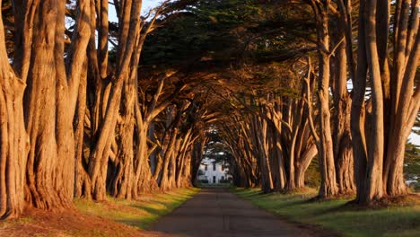 tree-lined path forming a tunnel, leading toward the historic wormsloe site in savannah, georgia. the warm glow of sunset highlights the gnarled branches and natural beauty of the scene