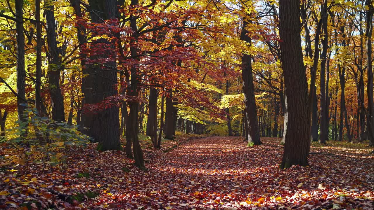 Autumn forest scene with colorful leaves