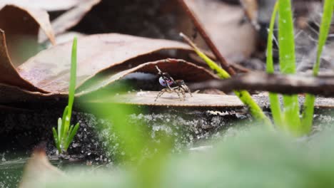 Pfauenspinne-Maratus-Karrie-Männchen-Teilweise-Paarungsanzeige