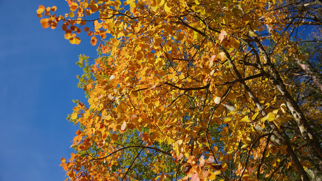 Wide shot of yellow and orange leaves of a tree in the forest with clear blue sky