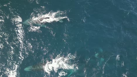 grupo de ballenas nadando a través del océano pacífico, migrando, soplando chorro y agua creando arco iris