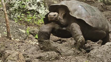 endemic galapagos giant tortoise at el chato tortoise reserve on santa cruz island on the galapagos ecuador