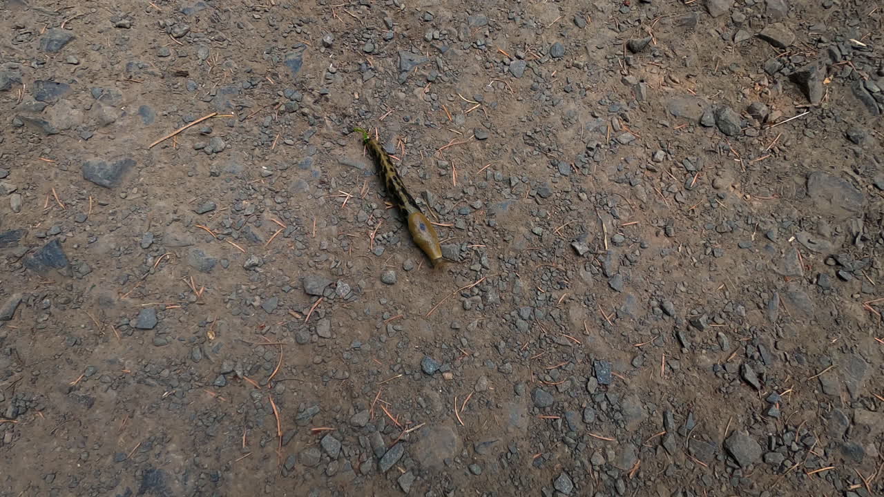 Oregon slug sliding across a dirt trail in Eugene,Oregon