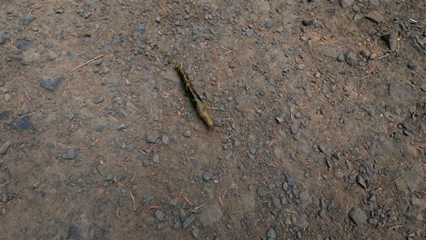 Oregon-slug-sliding-across-a-dirt-trail-in-Eugene,Oregon