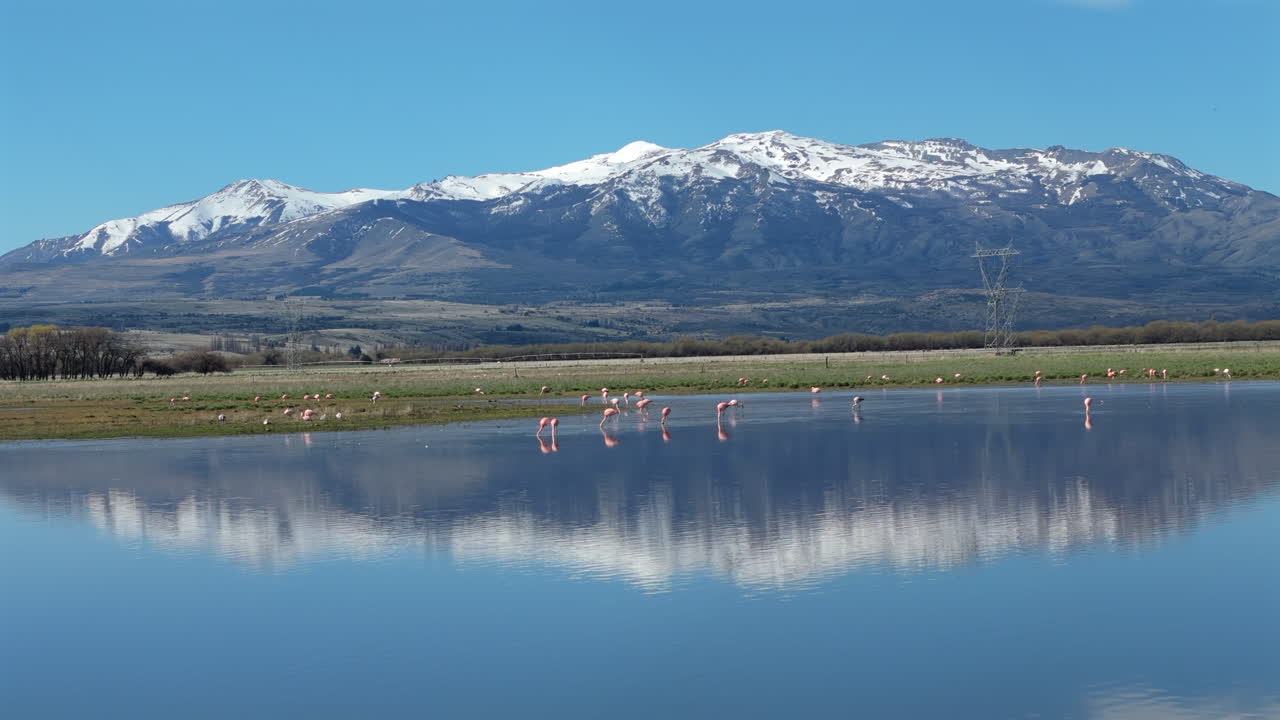 Pink flamingos wading and feeding in a tranquil lagoon nestled within the Andes Mountains, creating a picturesque scene with their vibrant reflections dancing on the clear water, slow motion reveal