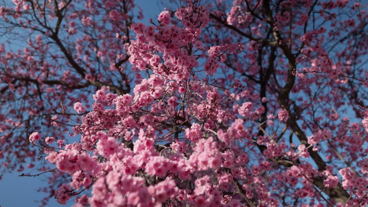 Movimento inverso della telecamera che oscilla intorno a fiori di prugno con uno sfondo primaverile luminoso
