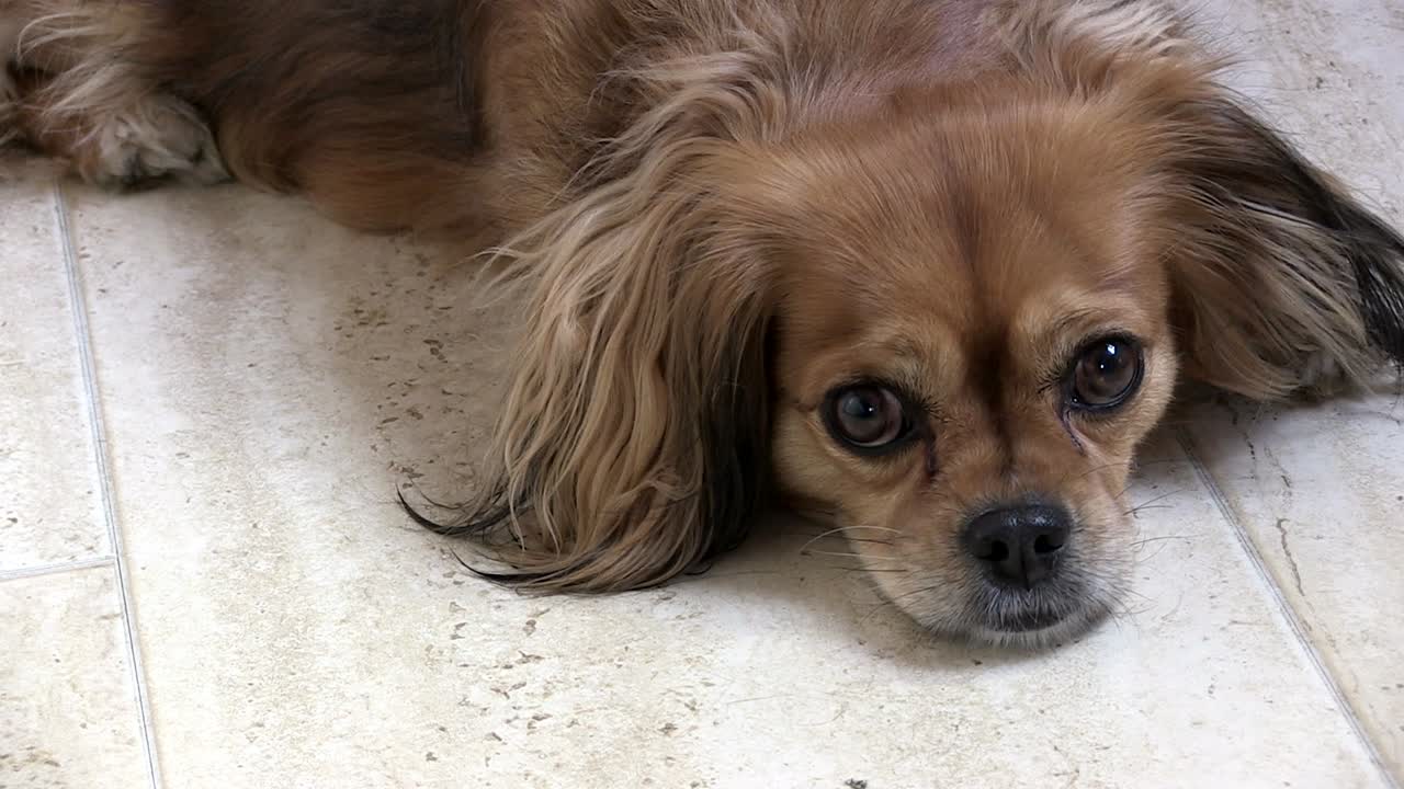 Luci, a pretty King Charles spaniel rests on a marble floor.