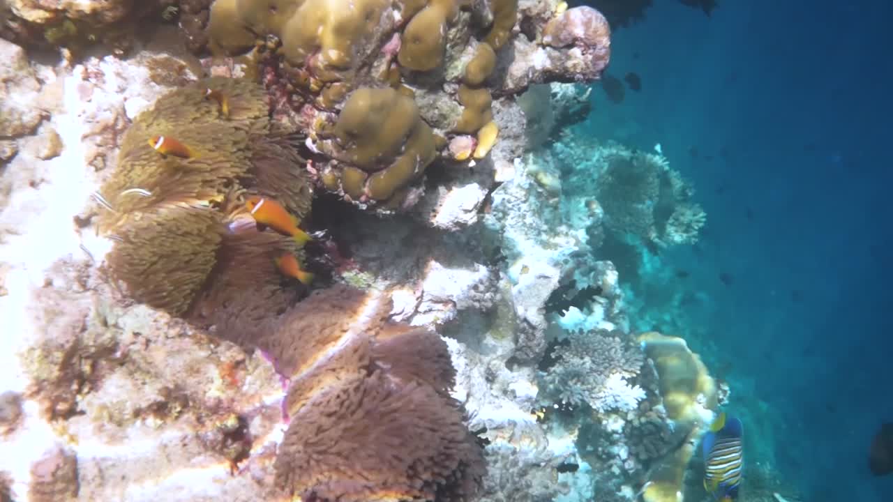 peces de agua salada tópicos, peces payaso - arrecife de coral en las maldivas, peces anémona