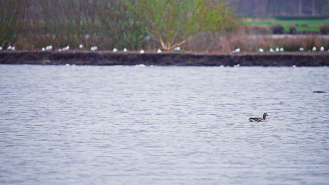 다른 많은 새 들 과 함께 강변 을 따라 떠다니는 회색 거위