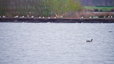 Greylag-goose-floating-on-river-along-shore-with-many-other-birds