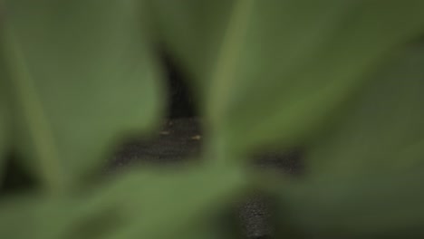 cryptic shot of tiger behind green leaves in forest or lush grassland