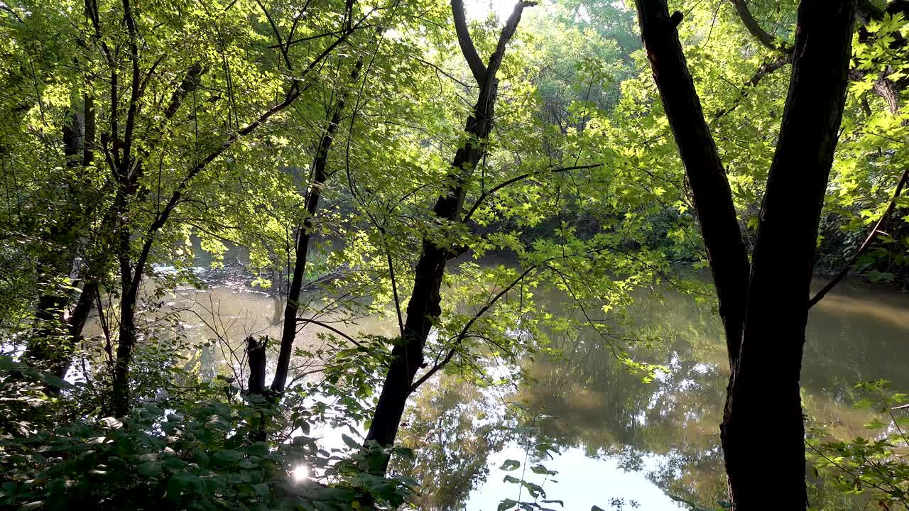 작은 강 아침 햇빛 4k 근처의 숲에서 패닝 샷