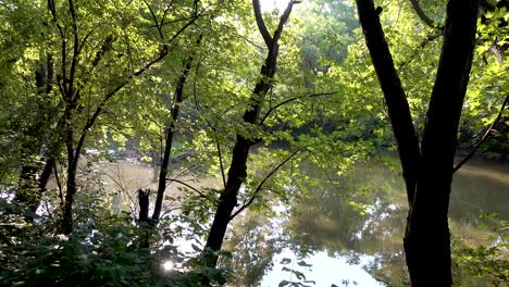 panning shot in a forest near small river morning sunlight 4k