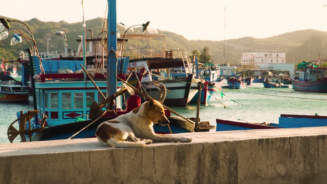 A dog sits relaxing on the wall in the fishing village of Vinh Hy. Vietnam