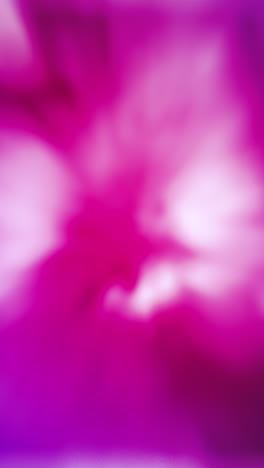 abstract pink and purple blurred background