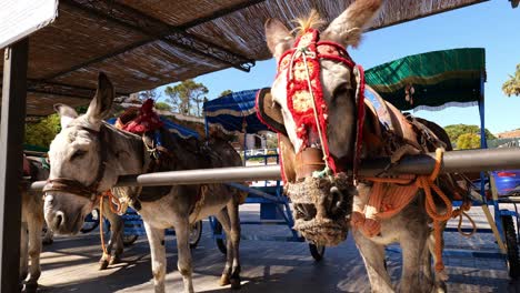 donkey with embroidered bridle tied in the stable, donkey taxi service in mijas, malaga, spain