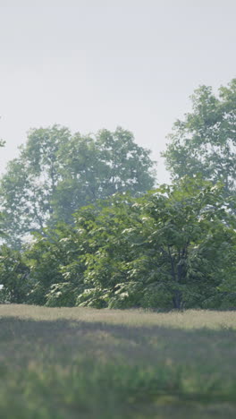 misty morning in a green field