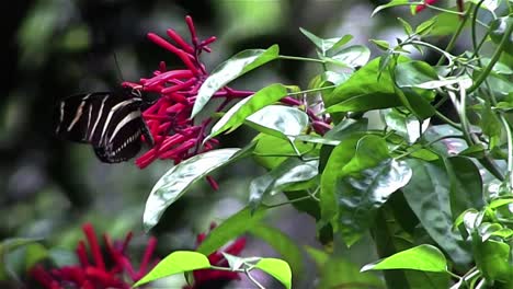 a zebra butterfly hovers near branches