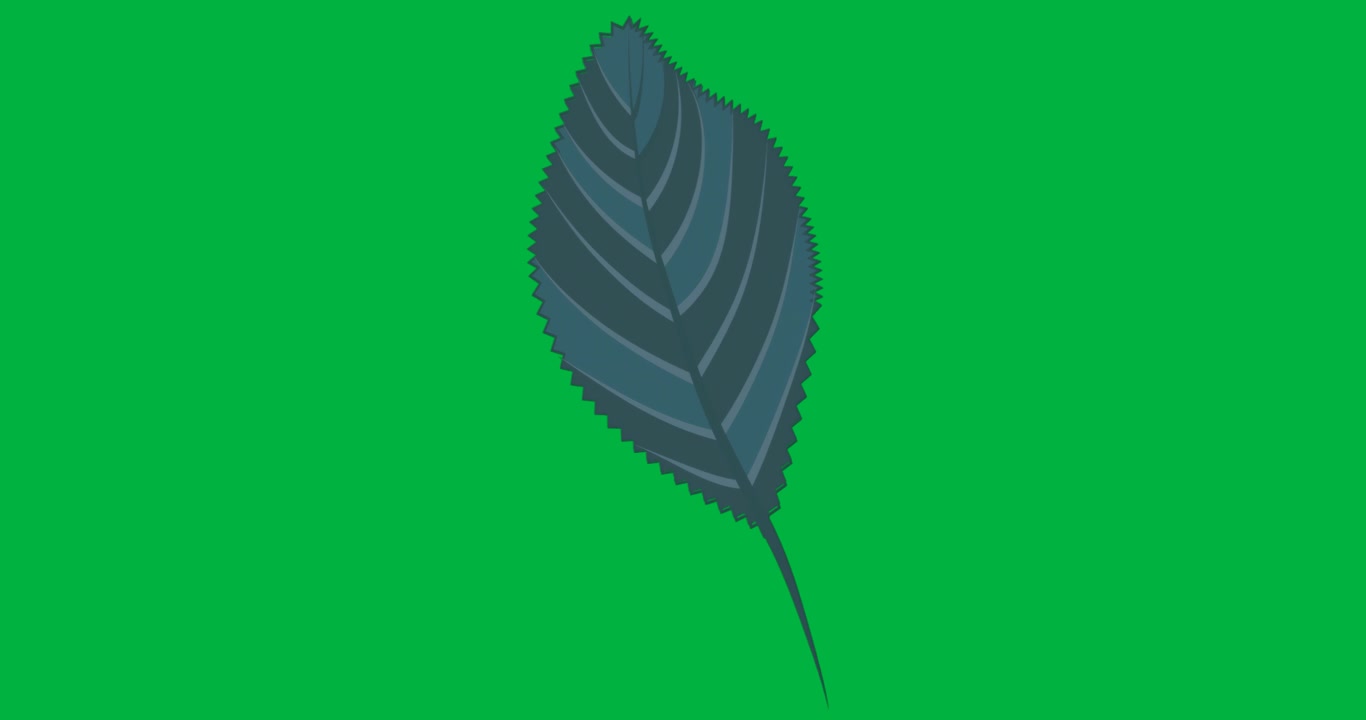 Foglia vettoriale che fluttua su uno sfondo trasparente, mostrando uno strato seghettato color verde acqua per il graphic design.