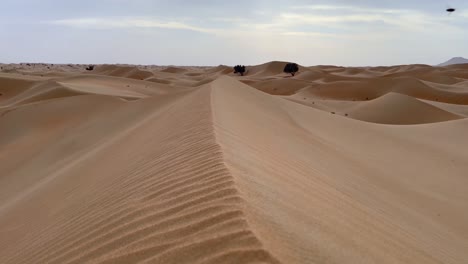 la cresta de la duna de arena del desierto lleva el ojo a dos pequeños árboles en la distancia