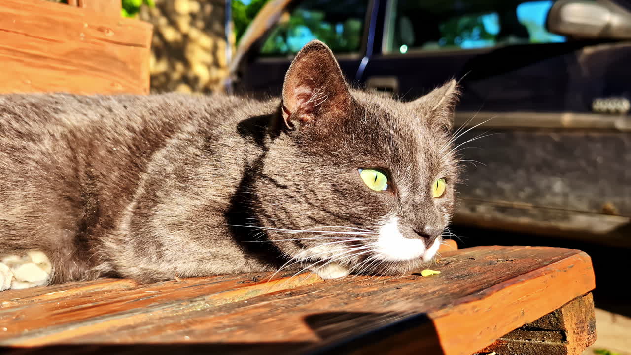 Primo piano di un gatto grigio rilassato che prende il sole su una panchina di legno accanto a un'auto parcheggiata.