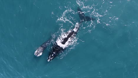 familia de ballenas nadando y respirando en la superficie del mar - vista superior aérea a cámara lenta