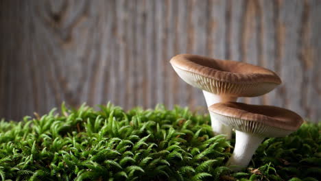 mushrooms on moss