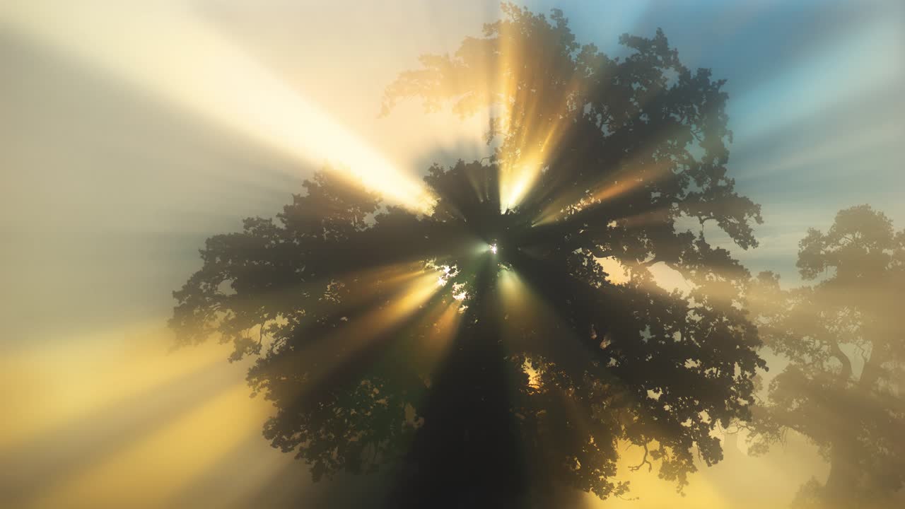 rayos de sol filtrados a través de las hojas del roble