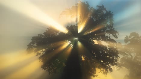 sunbeams filtered through leaves of oak tree