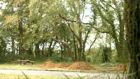 una vista de un bosque exuberante