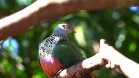 Beautiful-rose-crowned-fruit-dove,-ptilinopus-regina-with-vibrant-colorful-plumages-perching-on-tree-branch,-preening-and-grooming-feathers-with-its-beak-under-bright-sunlight-in-its-natural-habitat