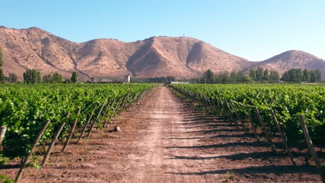 Low-Dolly-Aufnahme-Aus-Der-Luft-über-Einem-Feldweg-Zwischen-Weinbergen-Im-Maipo-Tal