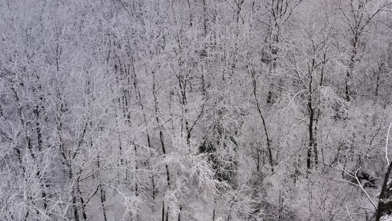 으스스한 겨울 숲 앞으로 느린 공중 돌리