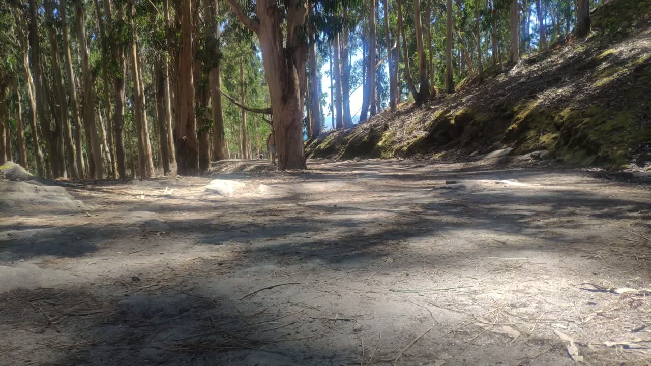 adulto joven con calor y sin ropa caminando entre los eucaliptos en la ruta de senderismo en un día soleado y brillante, tiro bloqueado bajo, islas cíes, pontevedra, galicia, españa
