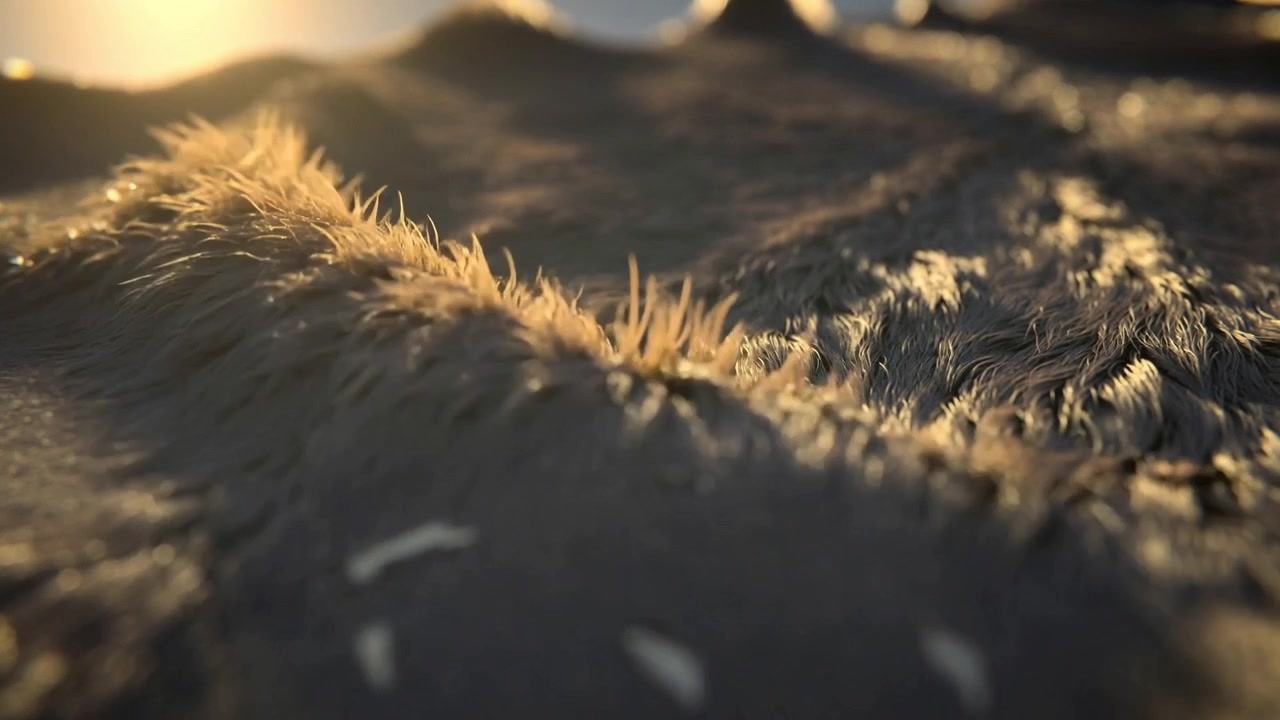 Tracking low camera moving ahead across fur-like terrain at macro, warm light showing fiber detail