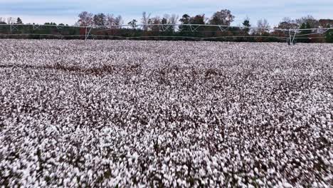 un primer plano de un avión no tripulado sobrevolando un gran campo de algodón en columbia, carolina del sur.