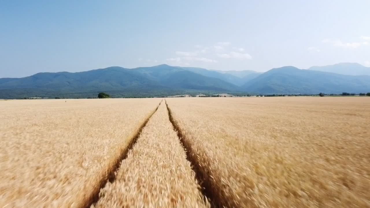 Aerial footage above and along tractor tracks on golden wheat field in picturesque rural autumn landscape on sunny morning. Ripe plants on agricultural farmland.