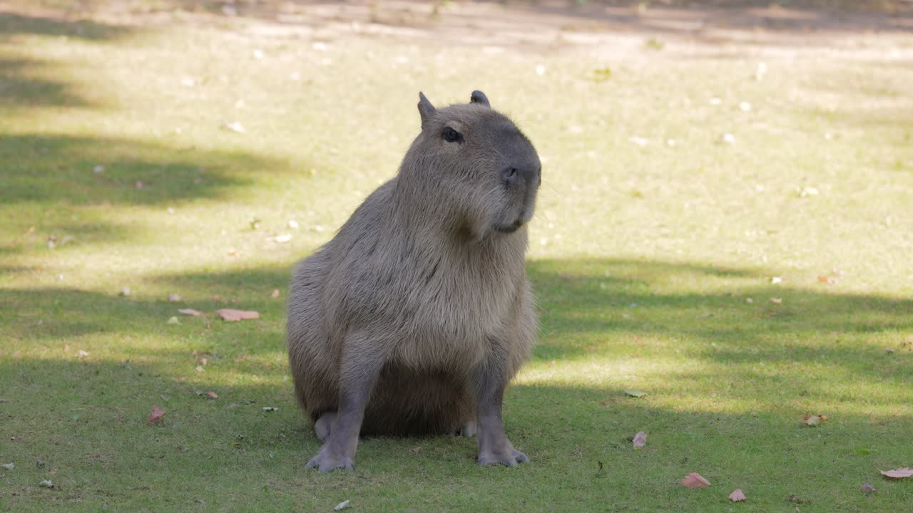 잔디에 있는 카피바라