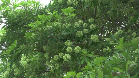 Hasana-blooms-in-autumn-and-fills-the-entire-area-with-its-fragrance