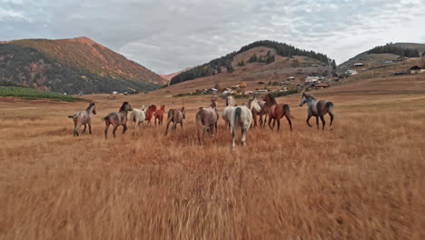 herd of wildhorses galloping on the mountain