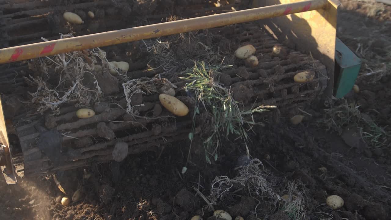 Close-up slow motion shot of a potato harvesting machine in action as it digs up and separates the potatoes from the dirt