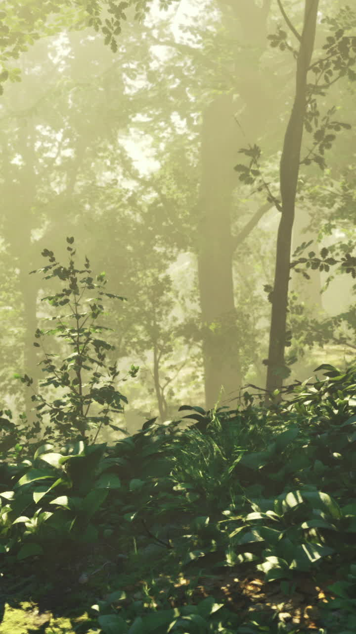 Morning light filters through a lush forest revealing vibrant greenery