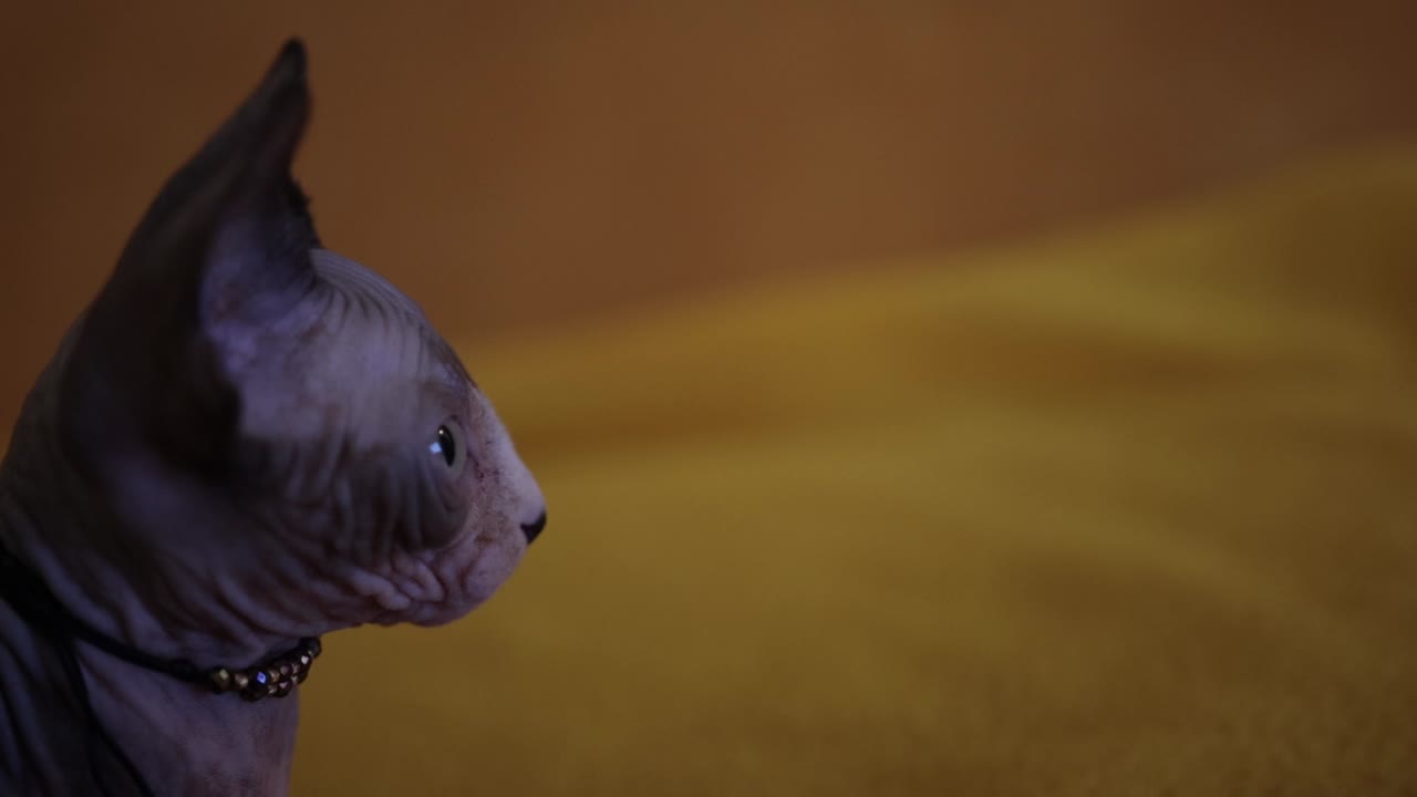 노란색 배경 에 있는 스핑크스 고양이 - 근접