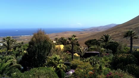 vuele cerca de las palmeras en un parque exótico en la isla de lanzarote en un día soleado vibrante, vista aérea