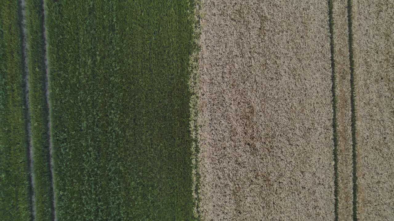 ariel alejar la toma del campo desde arriba mirando directamente hacia abajo campo simétrico cultivos verdes y marrones con marcas de ruedas del tractor