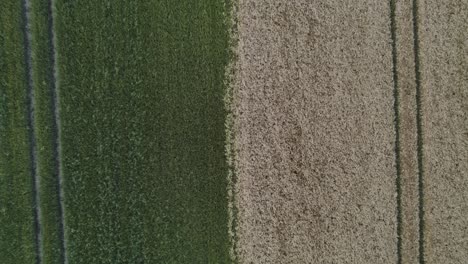 Ariel-Zoom-out-shot-of-field-from-above-looking-straight-down-Symmetrical-field-green-and-brown-crops-with-tractor-wheel-marks