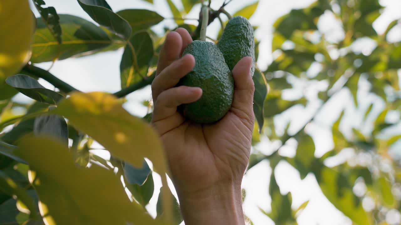 primer plano de la mano apretando suavemente el aguacate colgado, probando su madurez